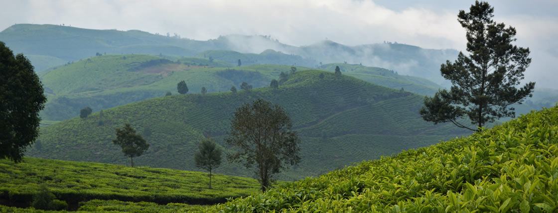 Tea Plantation Kenya